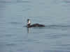 Photographs of Lake Moultrie