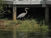 Photographs of Lake Murray