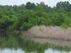 Photographs of Lake Murray