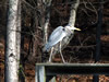 Photographs of Lake Murray