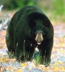 Black Bear