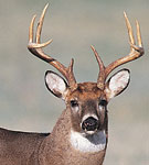 White tail deer