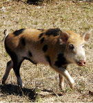 Feral Hog