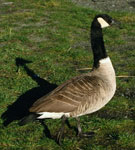 Aves acuáticas (Aves migratorias) - Canada Goose