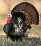 Wild turkey - photography by Joe Blake