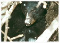 Picture of Black Bear
