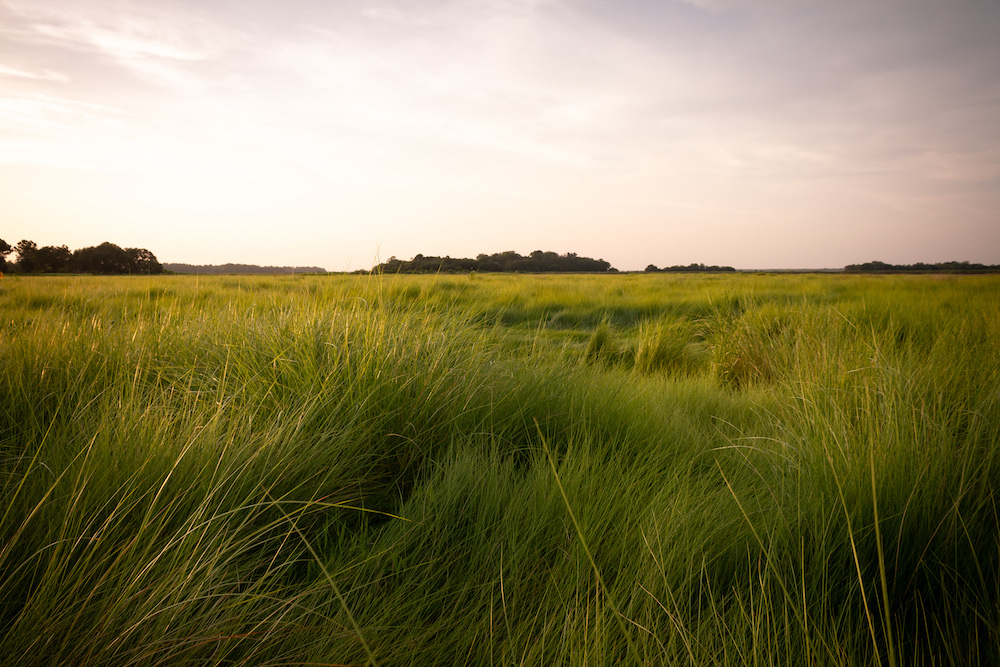A field of tall grasses on Bear Island