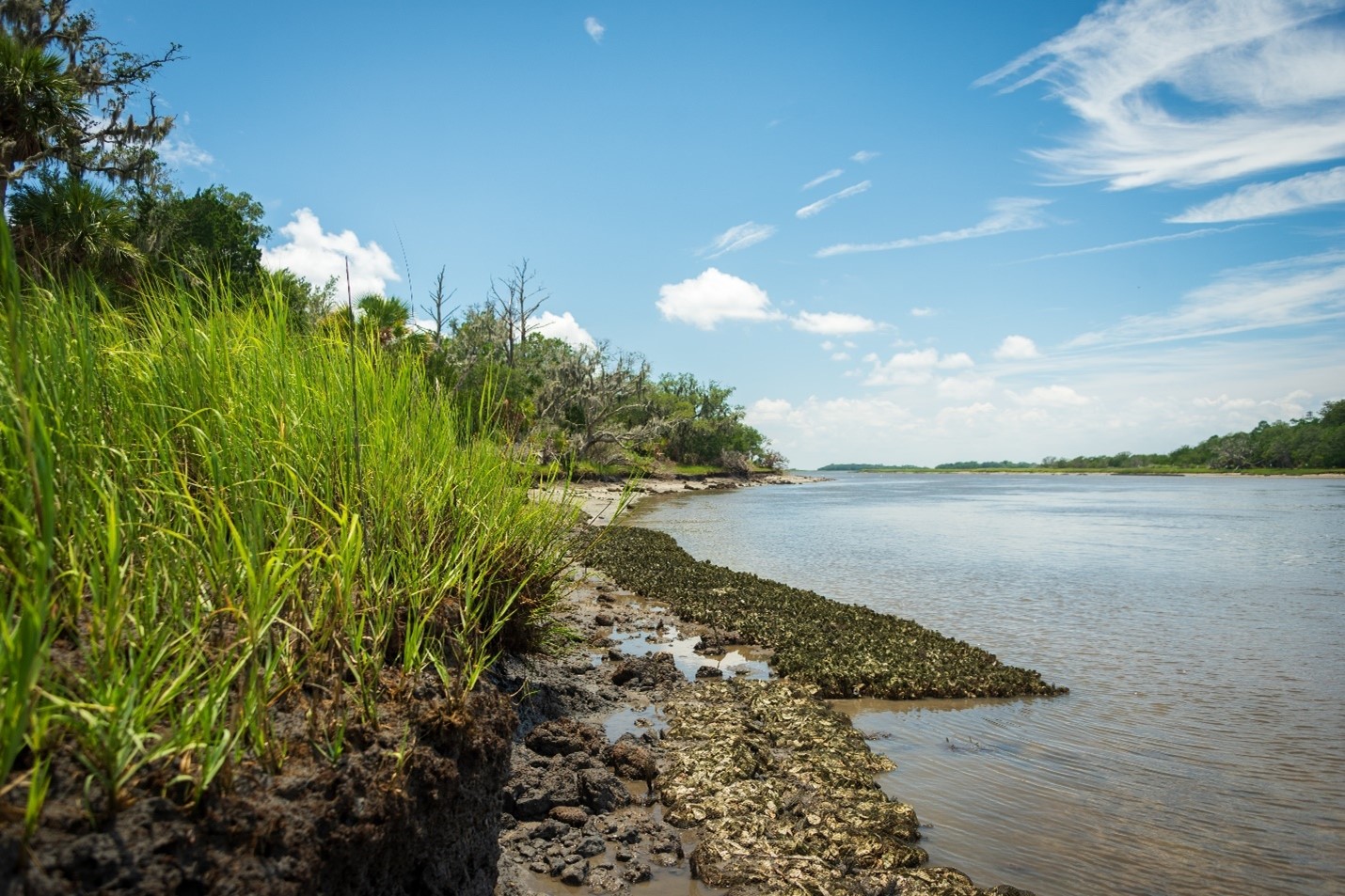 a shorline in the Ace Basin