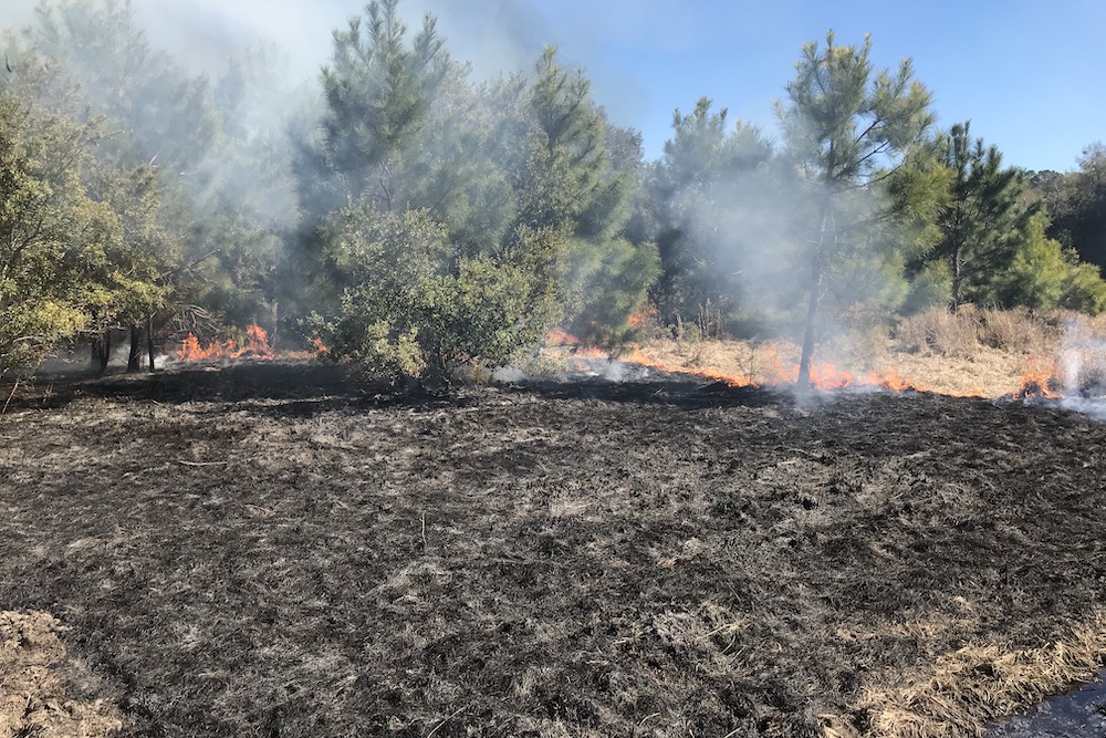 A burned field on South Fenwick Island