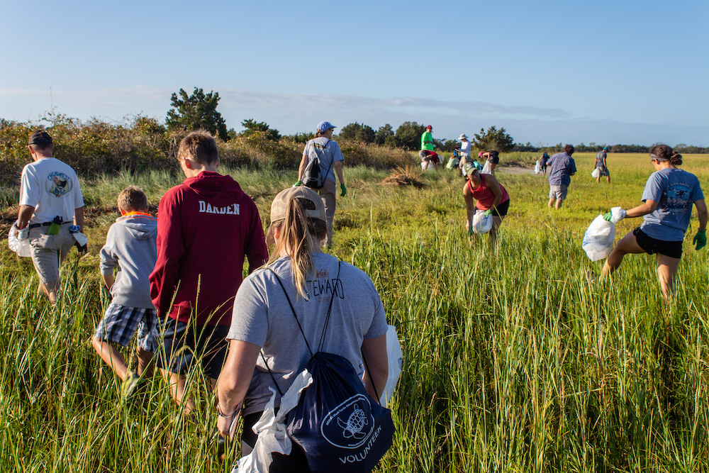 Volunteers traversing the marsh on Morris Island to collect washed up marine debris and litter
