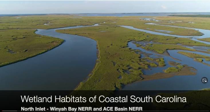 A preview of the Wetland Habitats of Coastal SC youtube video
