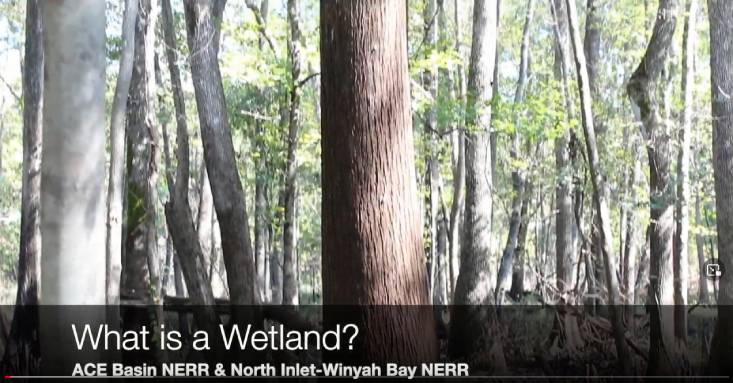 A preview the video What is a Wetland