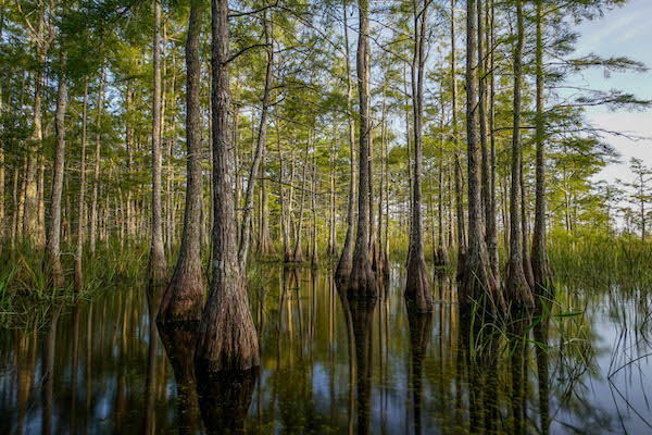 Trees in a cypress swamp