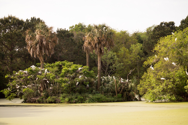 Egrets roosting near a pond on South Fenwick Island