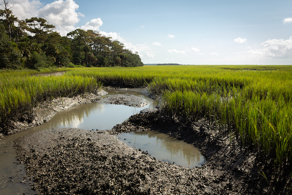 Oyster beds in the marsh exposed at low tide