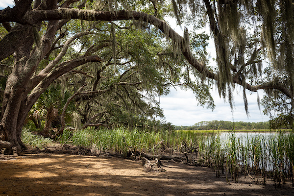 Live oak branches sweeping out over the marsh