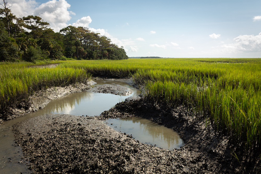 View of a salt marsh