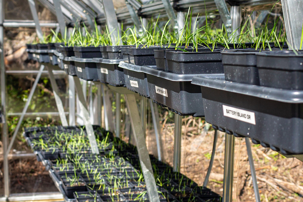 Spartina alterniflora seedlings sprouting in a greenhouse