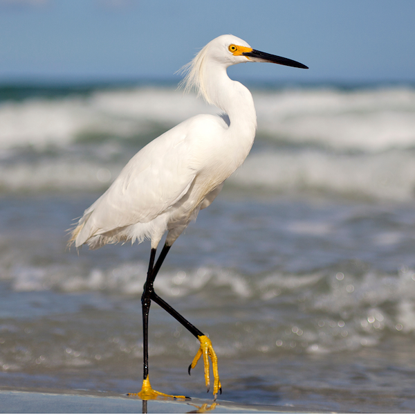 Little Egret on the beach