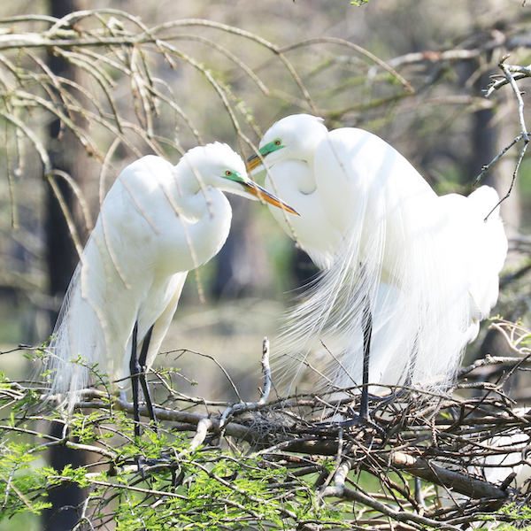 Two adult great egrets perched in a tree