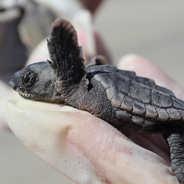 Sea turtle hatchling