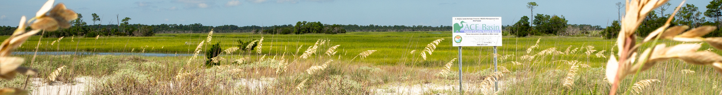 A scene of dunes and marsh on Otter Island in the ACE Basin