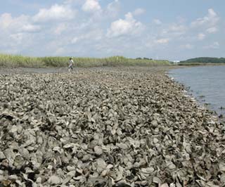 Oyster Reef