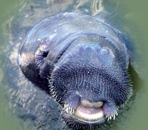 Manatee