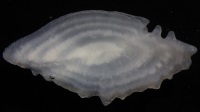 Example of a Black Sea Bass whole otolith as viewed under reflected light using a stereomicroscope. Note that by convention we identify annuli in whole otoliths viewed with reflected light as the bright zones (here they appear white), which generally correspond to slower somatic growth period (e.g., winter months and/or spawning season).