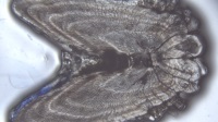 Example of a pectoral spine thin-section from a Gray Triggerfish viewed under a stereomicroscope using transmitted light. Note that by convention we identify annuli as the bright zones in the spine, which generally correspond to slower somatic growth periods (e.g. winter months and/or spawning season).