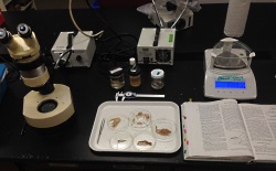 A typical diet laboratory setup includes a dissecting microscope, an analytical balance, and calipers. Various glassware and utensils are also used for sorting taxa and manipulating specimens.