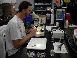 RFS biologist Kevin Spanik examining stomach content specimens in the survey's diet laboratory.