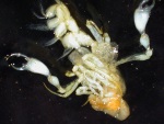 A hyperiid amphipod of the genus Phronima consumed by a Vermillion Snapper. These amphipods commonly occur in the zooplankton as an endoparasite of pelagic salps.