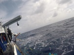 RFS biologists deploy Short Bottom Longline gear, taking great caution to avoid snagging a hook on the boat during deployment.