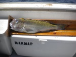 Using Long Bottom Longlines, RFS biologists intend to capture tilefish, Lopholatilus chamaeleonticeps.