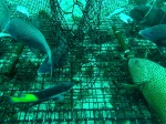 GoPro cameras are mounted inside Chevron traps to capture the behavior of fish as they enter the trap, and once they have been successfully trapped. The fish in this trap include (order of first appearance from left) Rock Hind, Gray Triggerfish, White Grunt, Spotfin Hogfish, and Red Hind.