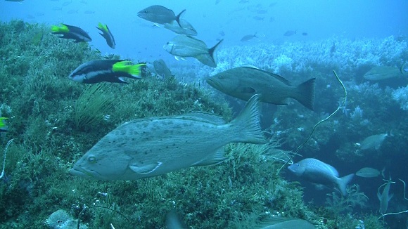 Live bottom habitat off the coast of South Carolina. The reef shown is supporting a variety of economically important fish species, including Scamp Grouper, and White Grunt. Other fish species visible in the image are Spotfin Hogfish, and Tomtate.