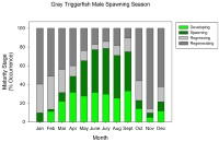 Spawning seasonality in male Gray Triggerfish