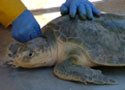 Kemp's Ridley sea turtle