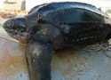 Leatherback sea turtle