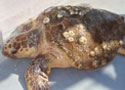 Loggerhead sea turtle