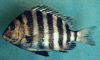 Archosargus probatocephalus (Sheepshead)