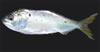 Brevoortia smithi (Yellowfin Menhaden)