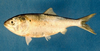 Brevoortia tyrannus (Atlantic Menhaden)