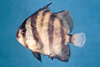 Chaetodipterus faber (Atlantic Spadefish)