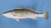 Cynoscion nebulosus (Spotted Seatrout)