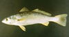 Cynoscion regalis (Weakfish)