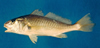 Micropogonias undulatus (Atlantic Croaker)