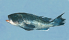 Centropristis striata (Black Sea Bass)