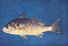 Leiostomus xanthurus (Spot)